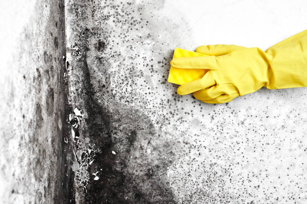 Best Mold Damage Repair  in Rossville, IN
