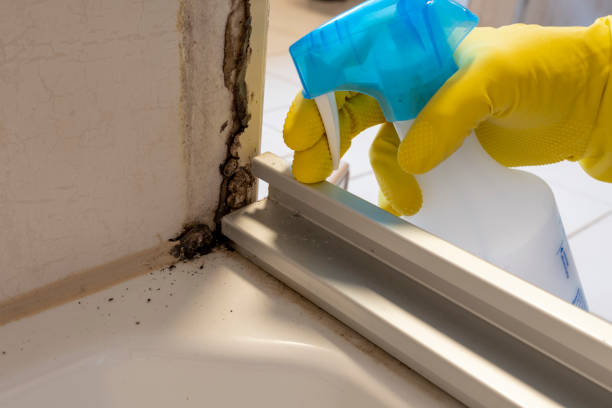 Best Professional Mold Removal  in Rossville, IN