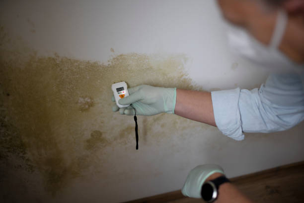Best Mold Removal Near Me  in Rossville, IN
