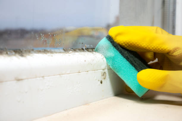 Best Certified Mold Removal  in Rossville, IN