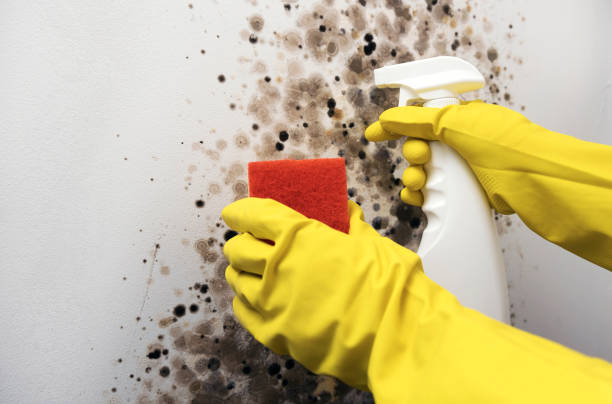 Best Home Mold Removal  in Rossville, IN