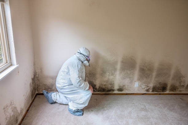 Best Crawl Space Mold Removal  in Rossville, IN