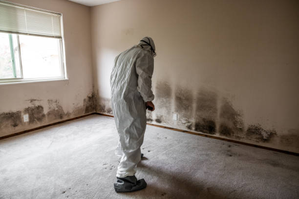 Best Home Mold Removal  in Rossville, IN