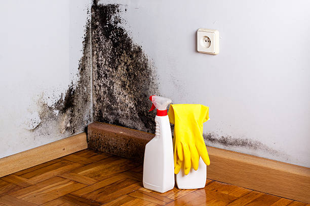 Best Black Mold Removal  in Rossville, IN
