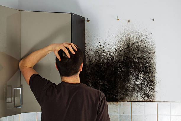 Best Best Mold Removal Companies  in Rossville, IN