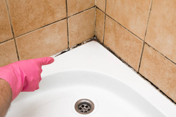 Best Mold Testing  in Rossville, IN