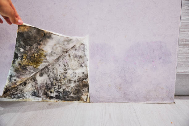 Best Toxic Mold Removal  in Rossville, IN